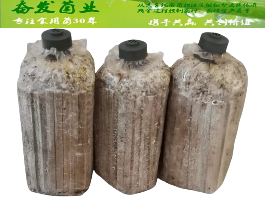 枝条菌种