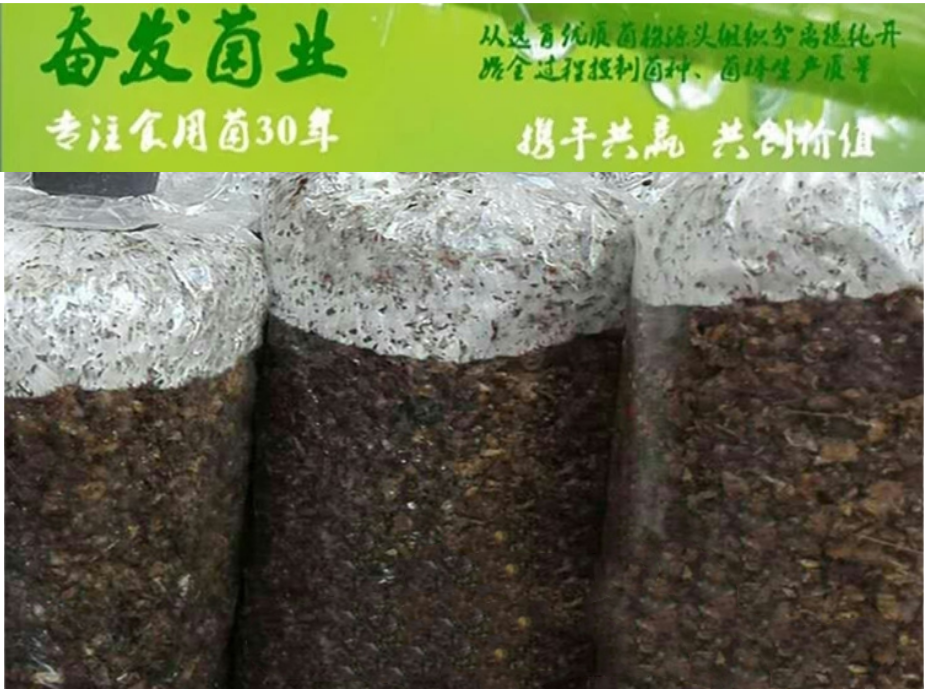 菌种生产