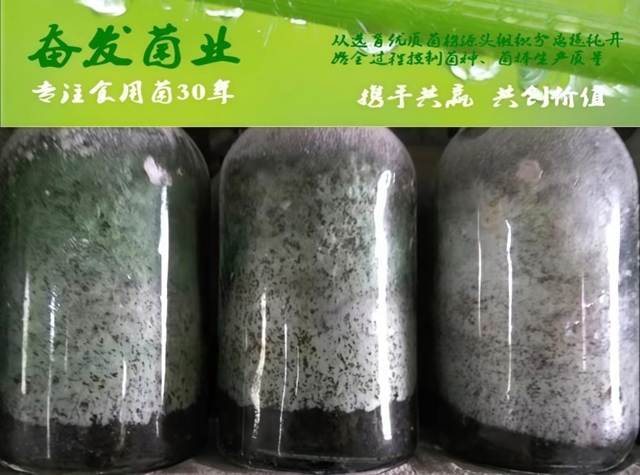 原种繁育
