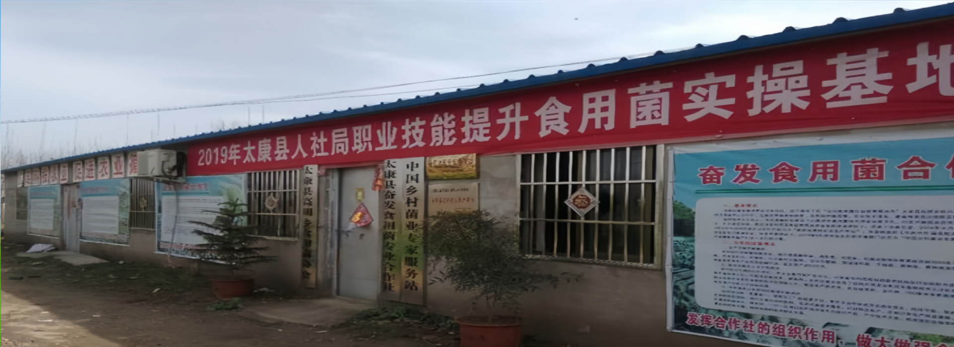 河南周口食用菌-奋发食用菌合作社
