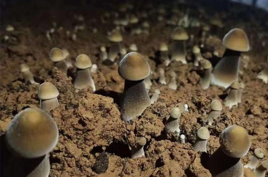 食用菌螨虫防治四法