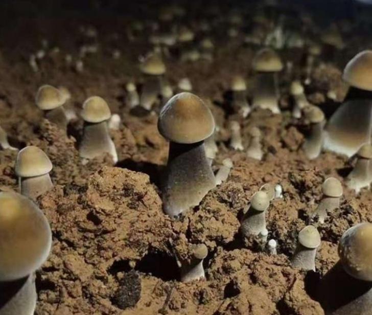 黑皮鸡枞