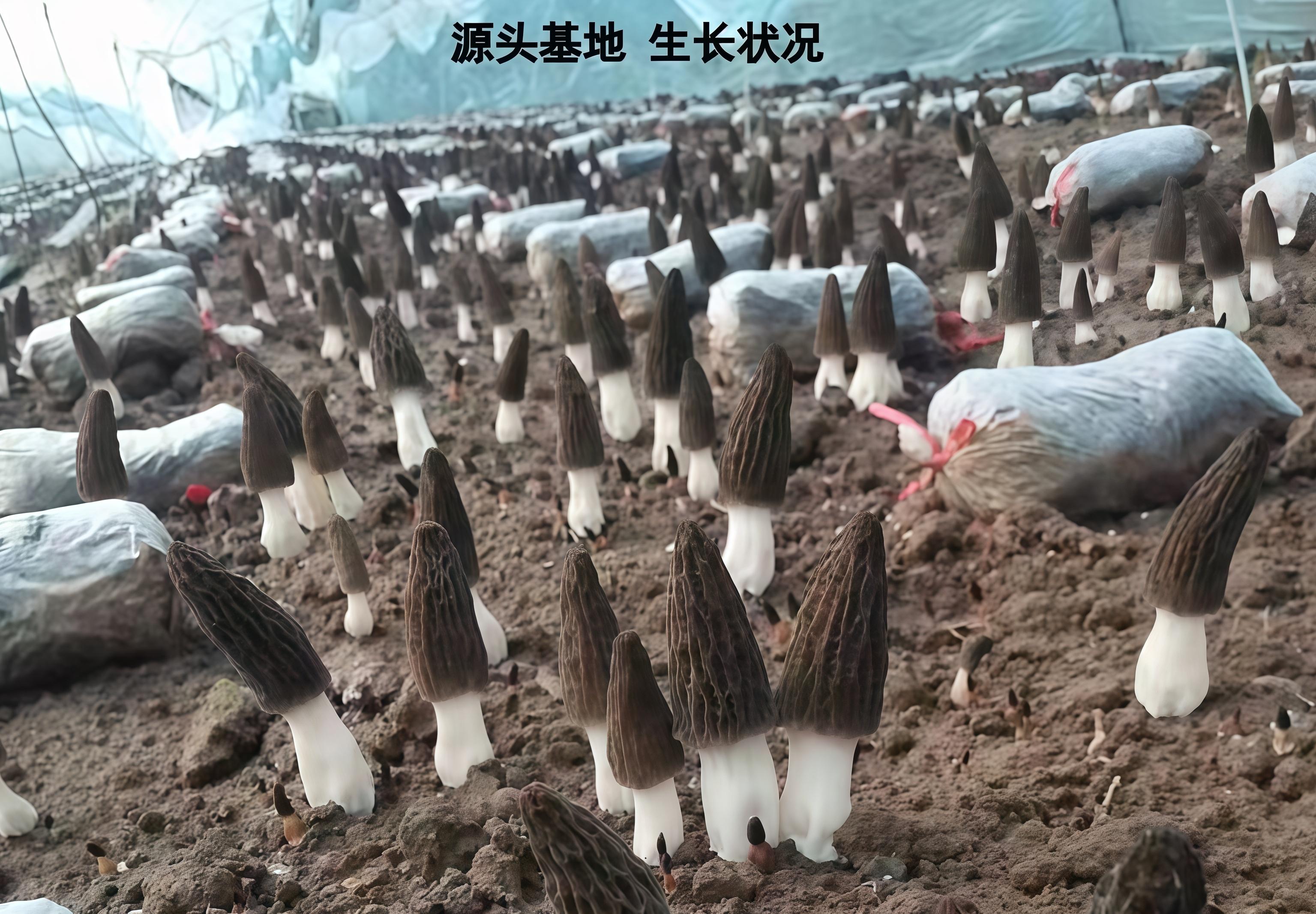 羊肚菌基地