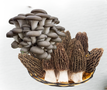 羊肚菌