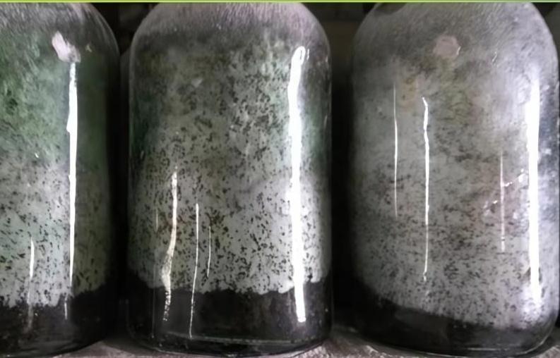 菌种二级菌种原种生产