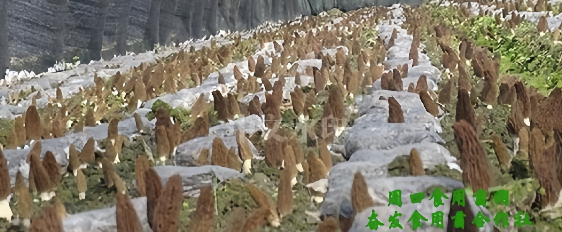 八种羊肚菌常见病虫害及防治技术