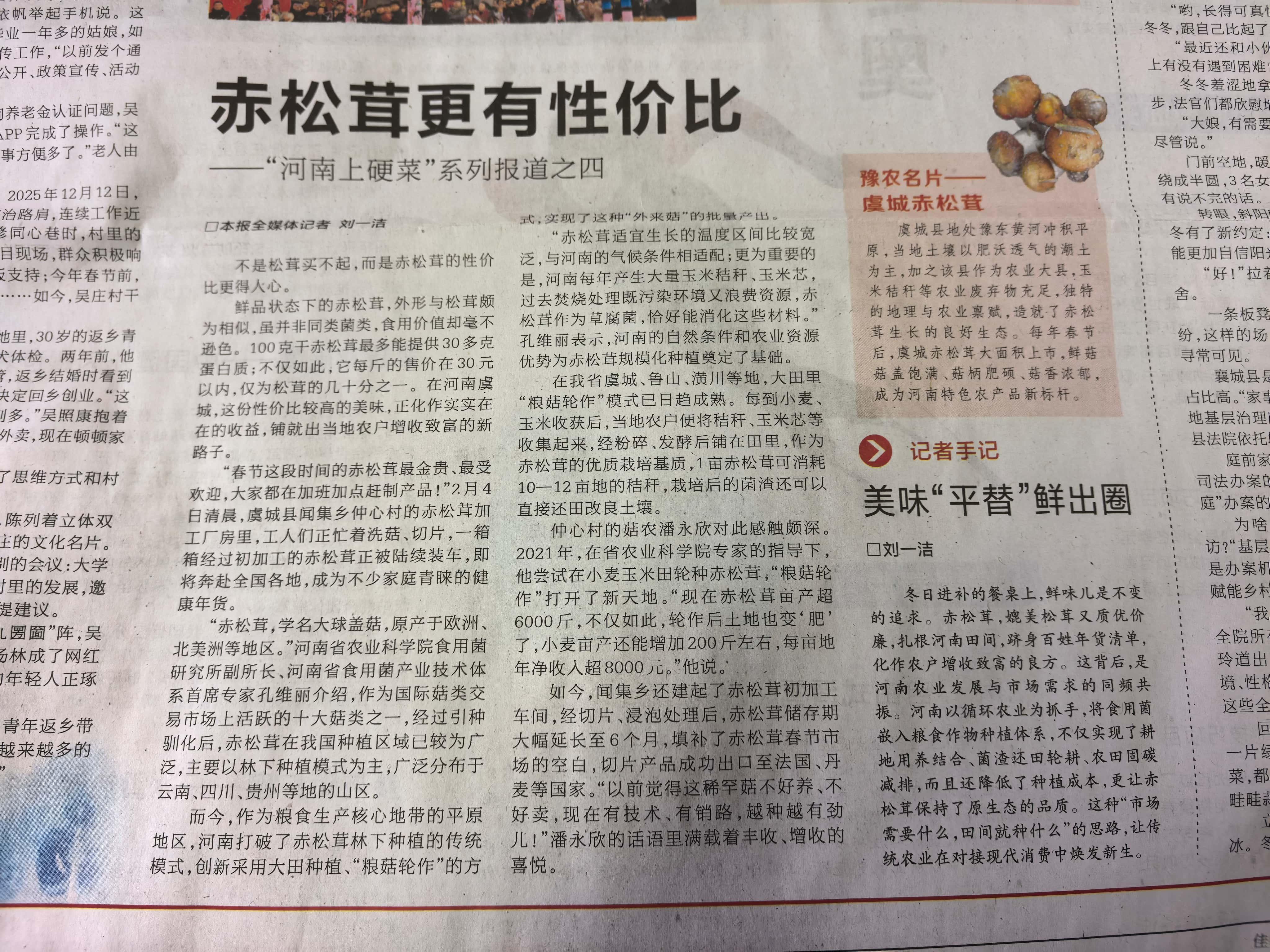 新春走基层丨赤松茸更有性价比——“河南上硬菜”系列报道之四
